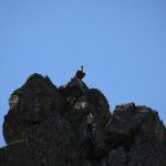 Buitre posado en un cortado en el Parque Nacional de Monfragüe