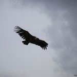 Buitre volando en Monfragüe