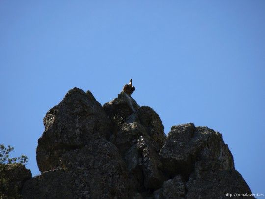 Buitre en una roca en Monfragüe