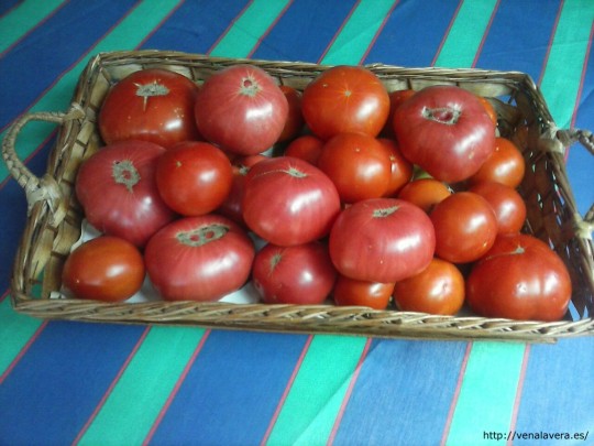 Receta de Mermelada de Tomate